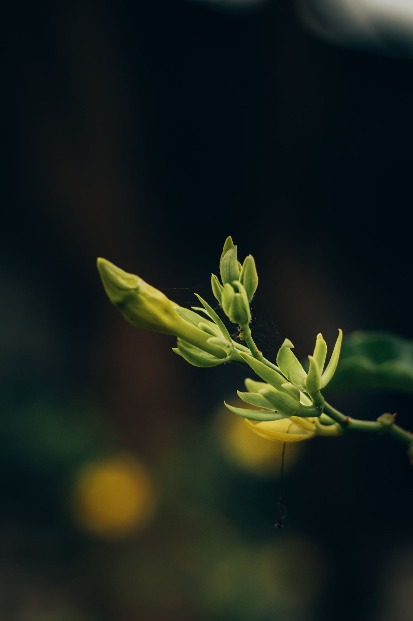 #51 - Coastal Bloom
