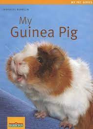 Guinea Pigs - Immanuel Birmelin